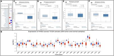 Clinicopathological Significances of Cancer Stem Cell-Associated HHEX Expression in Breast Cancer